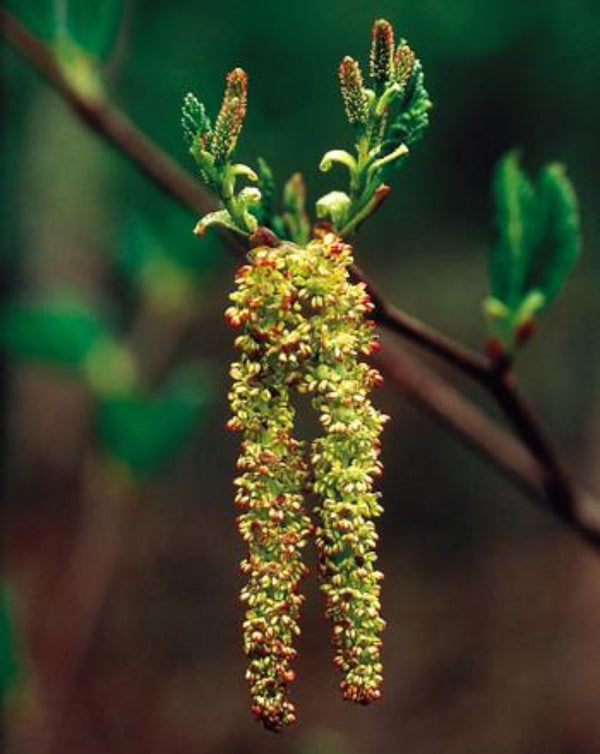 Alaskan Essences Alder .25oz-Flower Essences-The Scarlet Sage Herb Co.