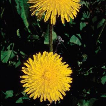 Alaskan Essences Dandelion .25oz - The Scarlet Sage Herb Co.