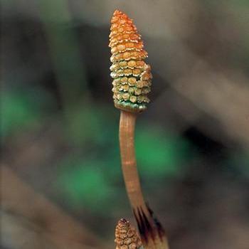 Alaskan Essences Horsetail .25oz - The Scarlet Sage Herb Co.
