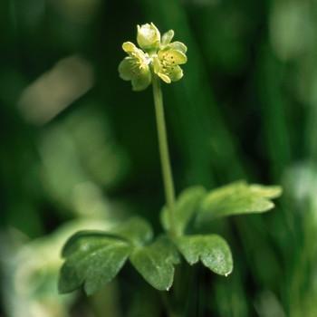 Alaskan Essences Moschatel .25oz - The Scarlet Sage Herb Co.