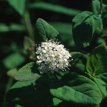 Alaskan Essences Spiraea .25oz - The Scarlet Sage Herb Co.