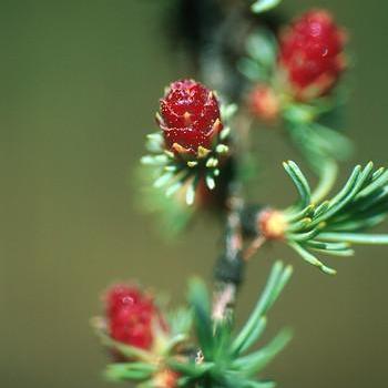 Alaskan Essences Tamarack .25oz - The Scarlet Sage Herb Co.