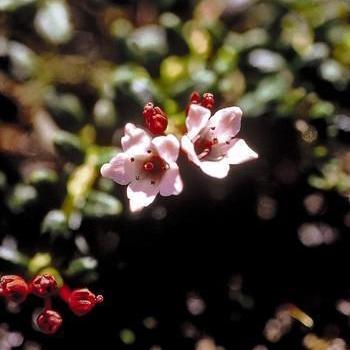 Alaskan Essences Alpine Azalea .25oz - The Scarlet Sage Herb Co.