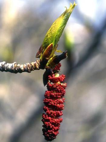 Alaskan Essences Balsam Poplar .25oz - The Scarlet Sage Herb Co.