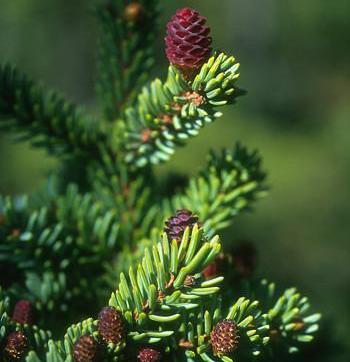 Alaskan Essences Black Spruce .25oz - The Scarlet Sage Herb Co.