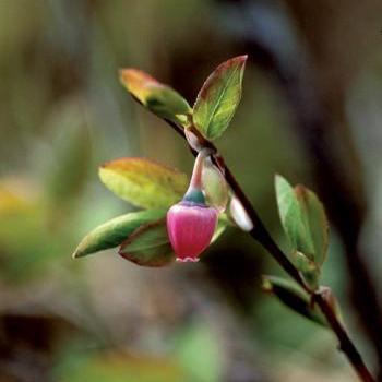 Alaskan Essences Blueberry Pollen .25oz - The Scarlet Sage Herb Co.