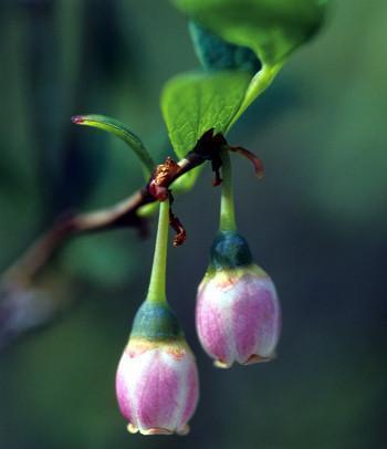 Alaskan Essences Bog Blueberry .25oz - The Scarlet Sage Herb Co.
