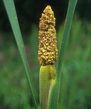 Alaskan Essences Cattail Pollen .25oz - The Scarlet Sage Herb Co.