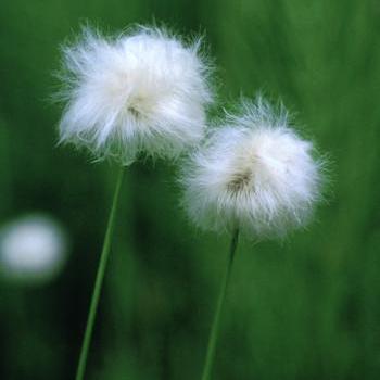 Alaskan Essences Cotton Grass .25oz - The Scarlet Sage Herb Co.