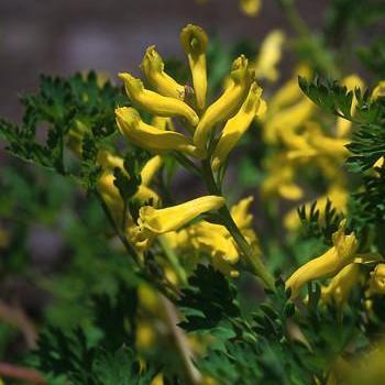 Alaskan Essences Golden Corydalis .25oz - The Scarlet Sage Herb Co.