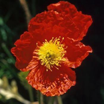 Alaskan Essences Icelandic Poppy .25oz - The Scarlet Sage Herb Co.