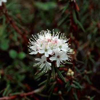 Alaskan Essences Labrador Tea .25oz - The Scarlet Sage Herb Co.