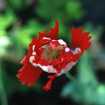 Alaskan Essences Opium Poppy .25oz - The Scarlet Sage Herb Co.