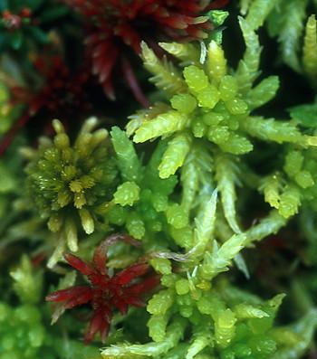 Alaskan Essences Sphagnum Moss .25oz - The Scarlet Sage Herb Co.