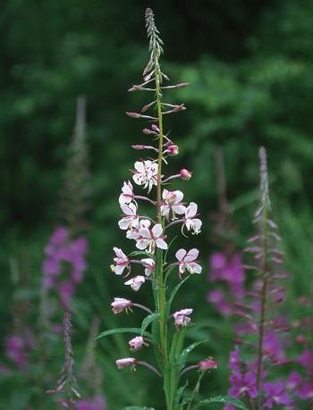Alaskan Essences White Fireweed .25oz - The Scarlet Sage Herb Co.