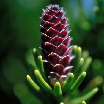Alaskan Essences White Spruce .25oz - The Scarlet Sage Herb Co.