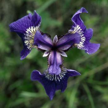 Alaskan Essences Wild Iris .25oz