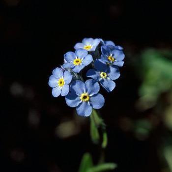 Alaskan Essences Forget Me Not .25oz