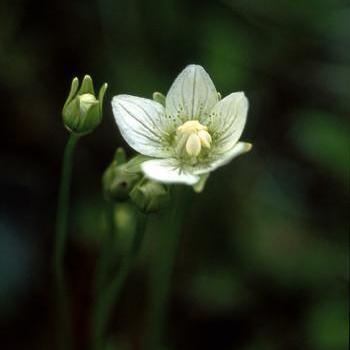 Alaskan Essences Grass Of Parnassus .25oz - The Scarlet Sage Herb Co.