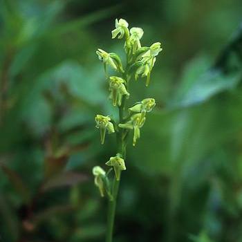 Alaskan Essences Green Bog Orchid .25oz - The Scarlet Sage Herb Co.