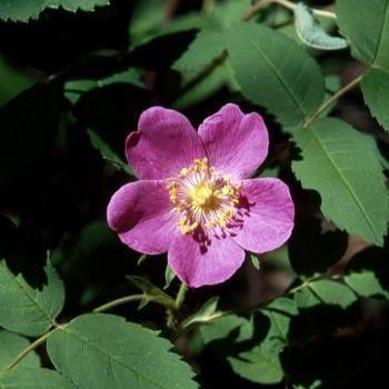 Alaskan Essences Prickly Wild Rose .25oz - The Scarlet Sage Herb Co.