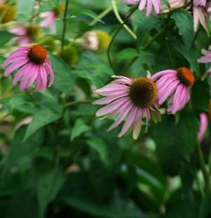 Strictly Medicinal Purple Coneflower Echinacea Seeds
