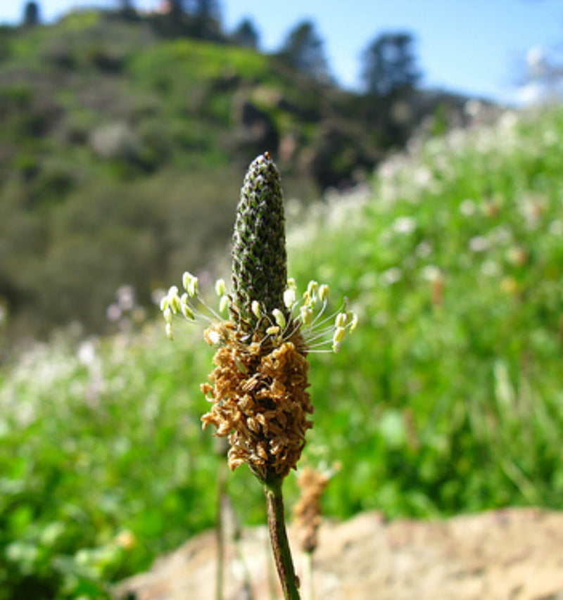 Herb Walk in Glen Park with Bonnie Rose Weaver - March 15th, 10am-12pm
