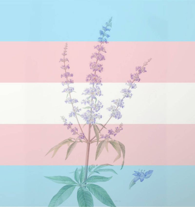 Trans*Wellness: Herbal Allies for Transgender/ NB/ Genderqueer bodies, on and off hormones