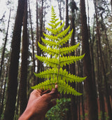 Video Recording: Plant Allies for Ancestral Connection with Yayi Joyce-classes-The Scarlet Sage Herb Co.