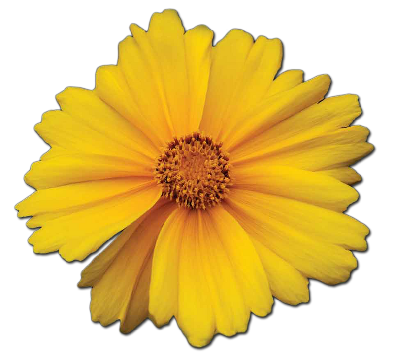 Sister Spinster Marigold Flower Essence 15ml