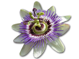 Sister Spinster Passionflower Flower Essence 15ml