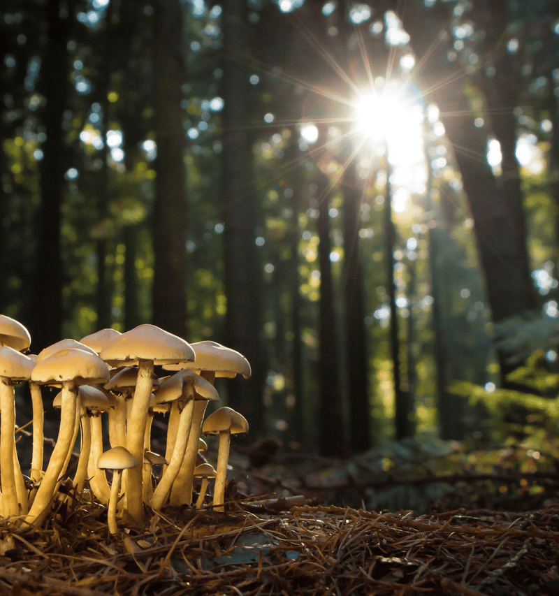IN-PERSON: Grow Your Own Mushroom Medicine with Niko Summers - June 29th, 5:30-7pm PT