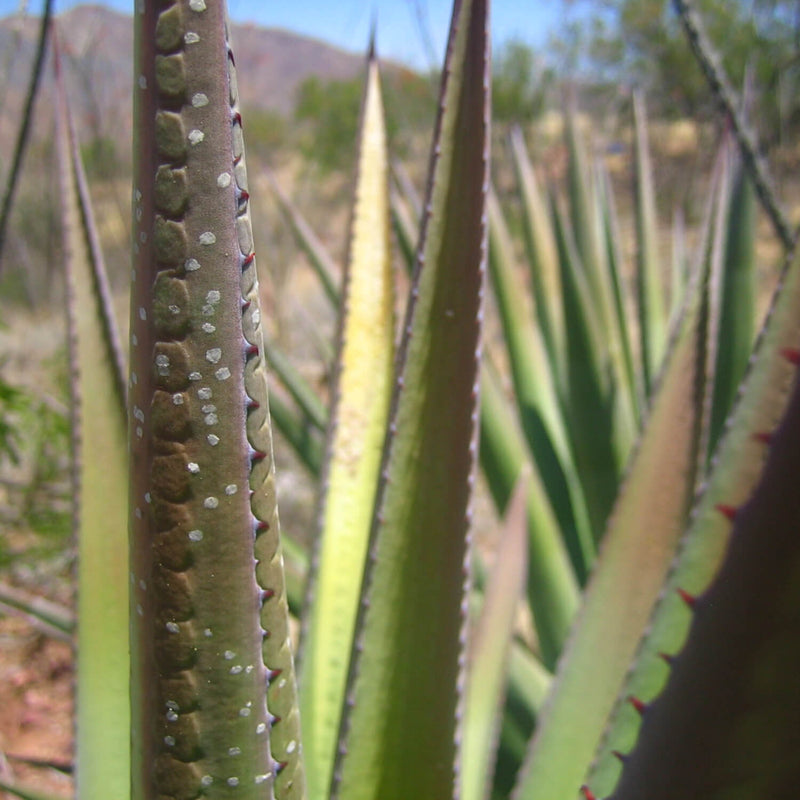 Meditation with Plants of the Sonoran/Chihuahuan Desert